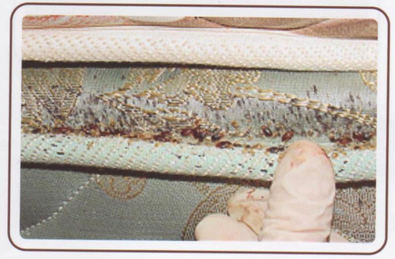 Bugland Pest Management Inc BED BUGS